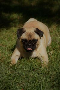 Portrait of a dog on field