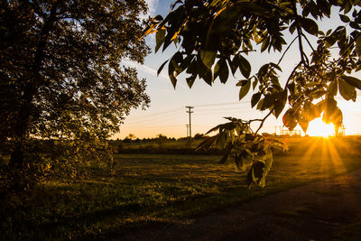 Trees on field against sky during sunset