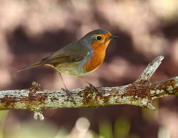 Close-up of bird perching on tree