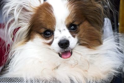 Close-up portrait of a dog