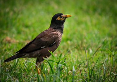 Bird perching on a field