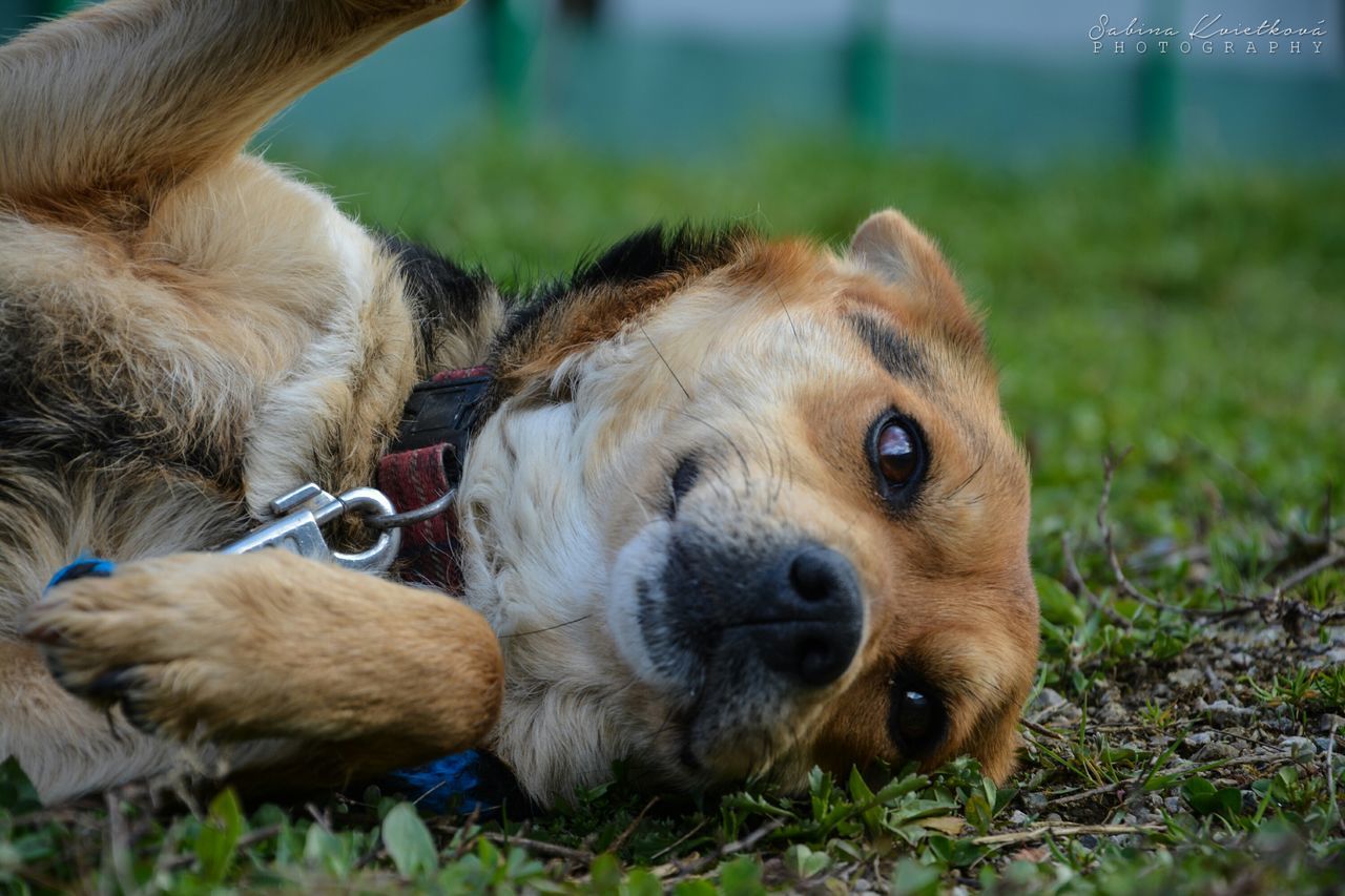 animal themes, mammal, domestic animals, one animal, grass, dog, pets, field, focus on foreground, close-up, animal head, relaxation, livestock, brown, portrait, outdoors, grassy, day, resting, two animals