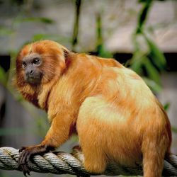 Golden lion tamarin sitting on rope