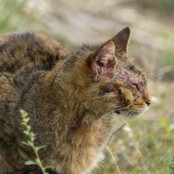 Close-up of a cat