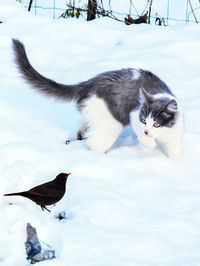 Cat in a snow