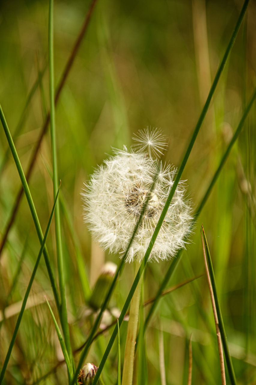 plant, grass, flower, dandelion, green, nature, beauty in nature, fragility, flowering plant, meadow, freshness, close-up, growth, macro photography, no people, focus on foreground, leaf, softness, prairie, white, plant stem, wildflower, outdoors, springtime, day, dandelion seed, environment, tranquility, field, selective focus, lawn, inflorescence, seed, land, flower head, grassland, plain