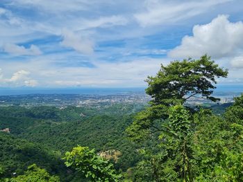 Scenic view of trees against sky