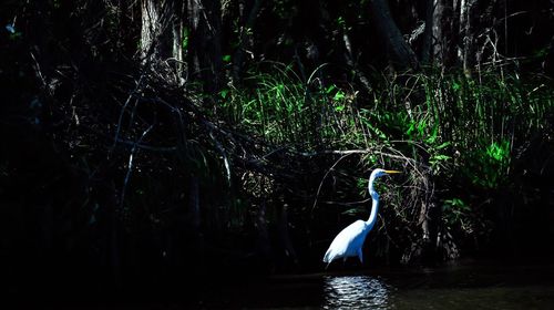 Swan swimming in lake