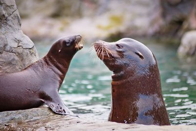 Close-up of sea lion