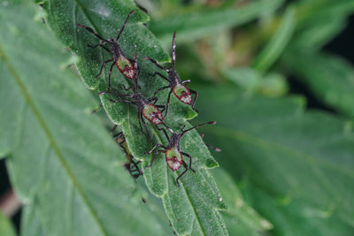 Stink, assassin bugs on cannabis, marijuana, hemp leaf. macro photography shot insects close up.