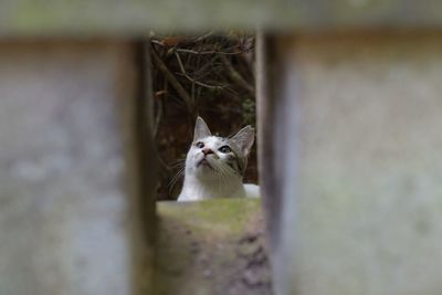 Close-up of cat looking up seen through from hole