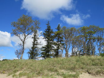 Low angle view of trees on field against sky