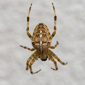 Close-up of spider