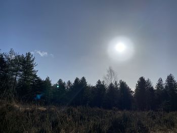 Trees growing on field against sky