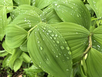 Close-up of wet leaves on rainy day