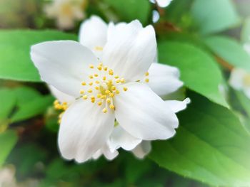 Close-up of white flowering plant