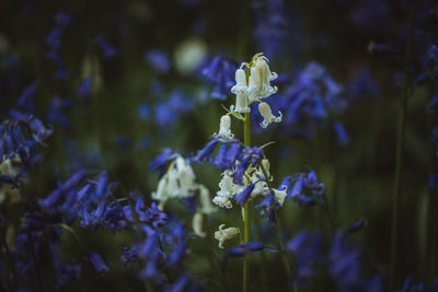 Close-up of bluebells 