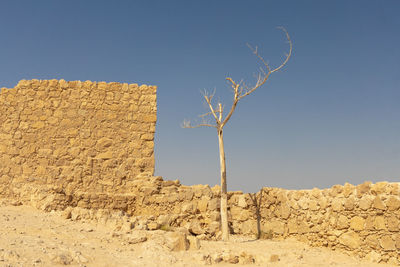 Low angle view of bare tree against clear sky