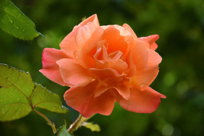 Close-up of rose against blurred background