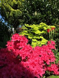 Pink flowers blooming on tree