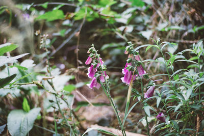 Close-up of purple flowers blooming outdoors