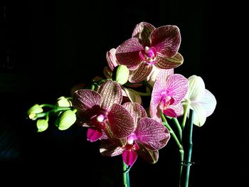 Close-up of pink orchids against black background