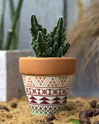 Close-up of potted plant on table