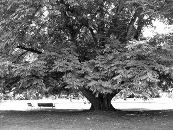 Trees in forest