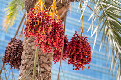 Low angle view of red berries on plant