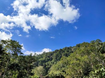 Low angle view of trees against sky