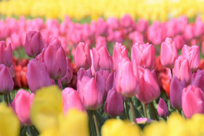 Close-up of pink tulips