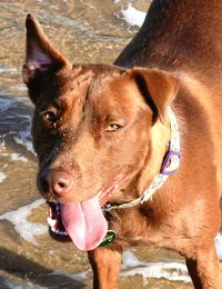 Close-up portrait of dog in water