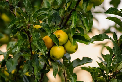 Close-up of fruits growing on tree