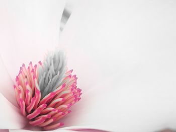 Close up of white flower