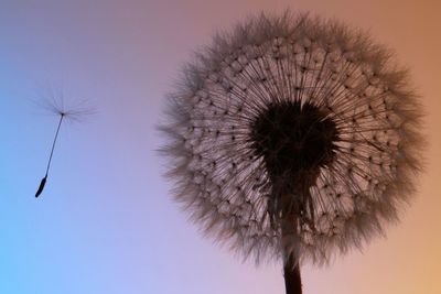 Low angle view of dandelion