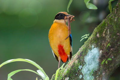 Close-up of bird perching on leaf