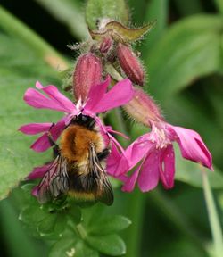 Close-up of honey bee on pink flower