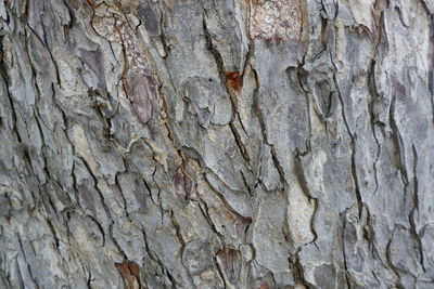 Full frame shot of tree trunk