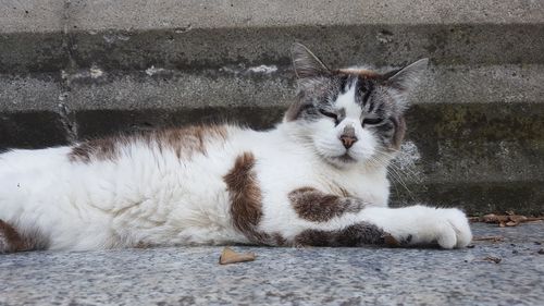 Portrait of cat relaxing outdoors