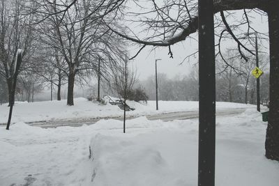 Trees on snow covered landscape