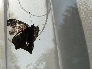 Close-up of spider on window