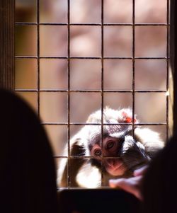 Close-up of monkey at fence