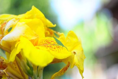 Close-up of yellow flowering plant