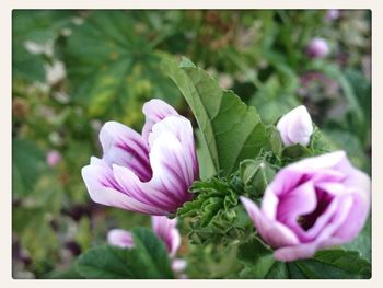 Close-up of pink flowers