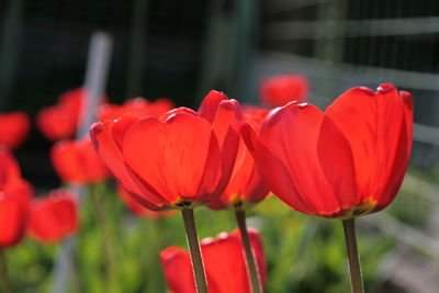 Close-up of red poppy blooming outdoors