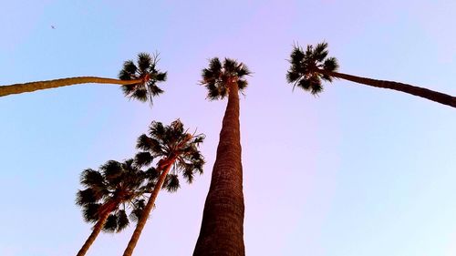 Low angle view of palm tree against clear sky