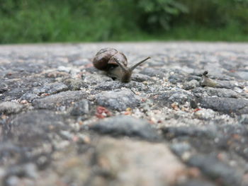 Close-up of snail on ground