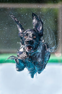 Portrait of dog swimming in pool