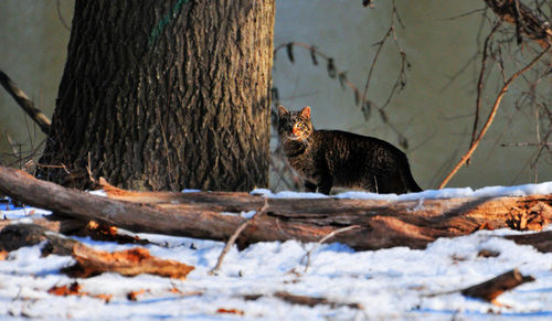 Cat on tree trunk during winter