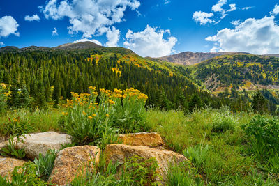 Scenic view of landscape against sky